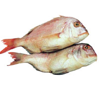 Sama dentón peso aproximado pieza 1 kg