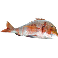 Sama roquera peso aproximado pieza 1,3 kg