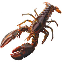 Bogavante vivo peso aproximado pieza 500 g