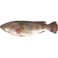 Cherne fresco peso aproximado pieza 700 g