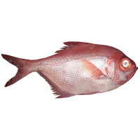 Palometa roja/macho peso aproximado unidad 1 kg