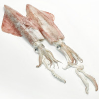 Calamar de potera grande peso aproximado pieza 500-800 g