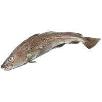 Bacalao de cultivo con cabeza (2-3kg), al peso, compra mínima 2.5 kg