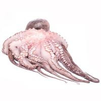 Pulpo grande, pieza al peso aprox. 2.5 kg