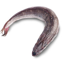 Pescadilla de anzuelo del Cantábrico, pieza al peso aprox. 750 g