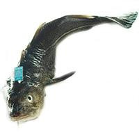 Bacalao salvaje 1-3, pieza al peso aprox. 1.75 kg