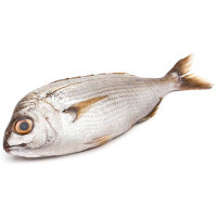 Besugo de crianza, pieza al peso aprox. 700 g