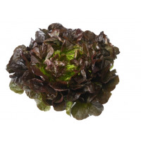 Lechuga hoja de roble u