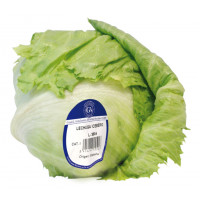 Lechuga iceberg u